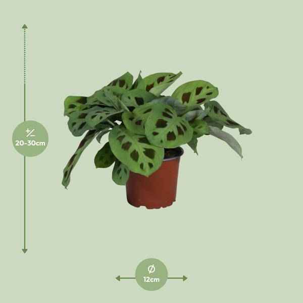 Image of Pfeilwurz – Maranta Leuconeura Kerchoveana – Gebetspflanze – Zimmerpflanze – Ø12cm – ↕30cm – Tropische Blattschmuckpflanze-1