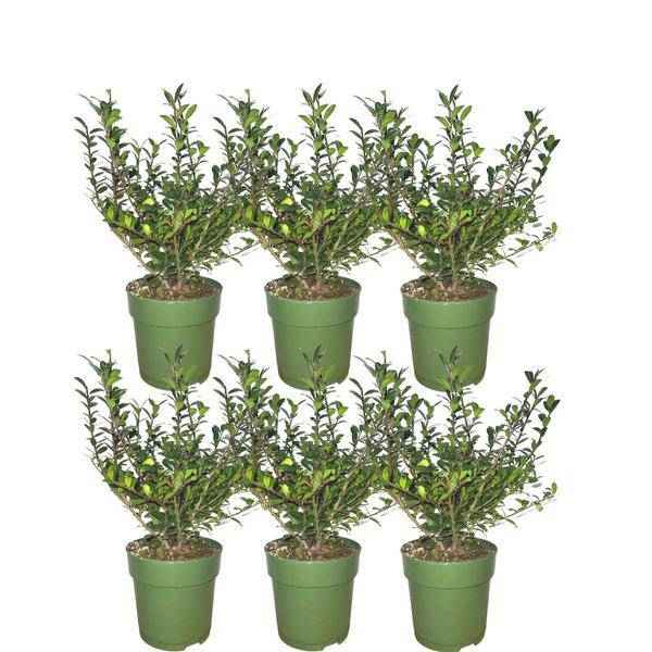 Image of Stechpalmenhecke Ilex crenata 'Jenny' Gartenpflanze – winterharte Pflanze für Garten, Balkon, Terrasse, Kübel & Beet online kaufen-0
