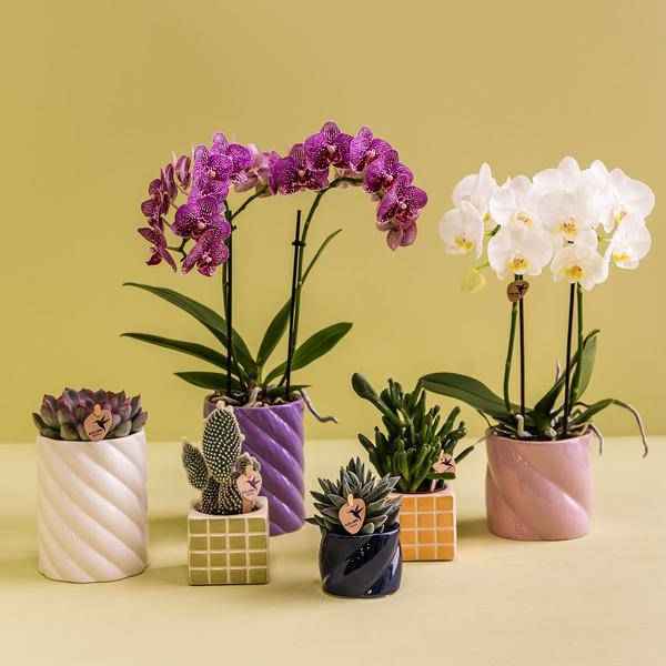 Image of Dekotopf Candy – Rosa – Ø9cm – Keramik Blumentopf in glänzender Optik – Runde Form – Für Orchideen, Sukkulenten & Zimmerpflanzen-2