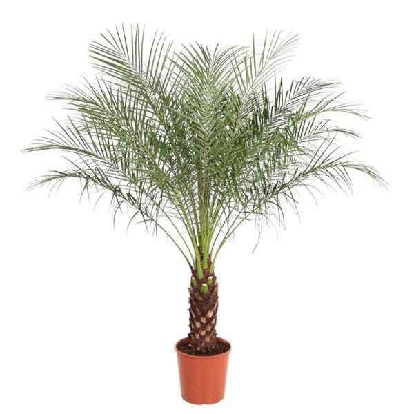 Image of Zwerg – Dattelpalme Phoenix Roebelenii Zimmerpflanze Ø32cm ↕150cm – tropische Grünpflanze für Wohnzimmer, Büro & helle Standorte kaufen-0