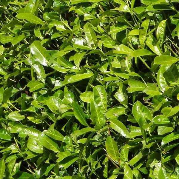 Image of Kirschlorbeer Rotundifolia – 20 Pflanzen für 10 Meter Hecke – Immergrüne Lorbeerkirsche 125-150cm – Schnellwachsend & dicht