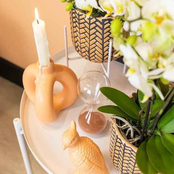 Image of Deko – Kakadu Zimmerpflanze – pflegeleichte Grünpflanze für Wohnzimmer, Büro & helle Standorte kaufen
