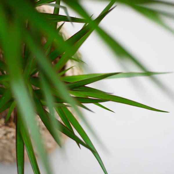 Image of Drachenbaum Dracaena Marginata Zimmerpflanze Ø21cm ↕95cm mit dekorativem Übertopf – pflegeleichte Grünpflanze für Wohnzimmer, Büro-4