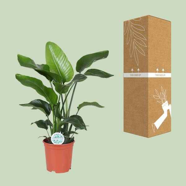 Image of Baum – Strelitzie Strelitzia Nicolai Zimmerpflanze Ø21cm ↕80cm – tropische Grünpflanze für Wohnzimmer, Büro & helle Standorte kaufen-2