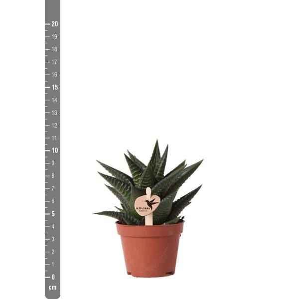 Image of Sukkulente Haworthia Limifolia – Grüne Zimmerpflanze – Ø6cm – Pflegeleicht & Dekorativ – Perfekt für helle Standorte-4