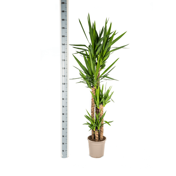Image of Riesen – Palmlilie Yucca Elephantipes Zimmerpflanze Ø27cm ↕160cm – pflegeleichte Grünpflanze für Wohnzimmer, Büro & helle Standorte kaufen-4