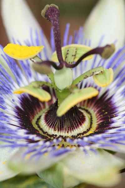 Image of Passionsblume Blau – Passiflora caerulea – Ø15cm – ca. 65cm hoch – Winterharte Kletterpflanze mit exotischen Blüten – Für Pergola, Zaun & Rankgitter-0