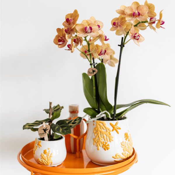 Image of Calathea Makoyana – Pfauen – Korbmarante – Ø6cm – Luftreinigende Zimmerpflanze mit exotischem Blattmuster – Tropische Grünpflanze für Innenräume-1