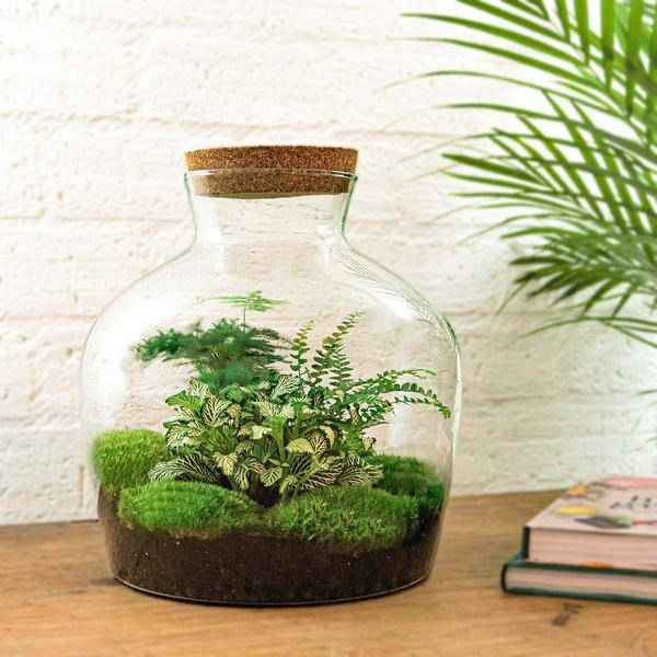 Image of Flaschengarten DIY Set Fat Joe Grün ↕30cm – pflegeleichter Flaschengarten im Glas, Pflanzen Terrarium für Wohnzimmer & Büro-1
