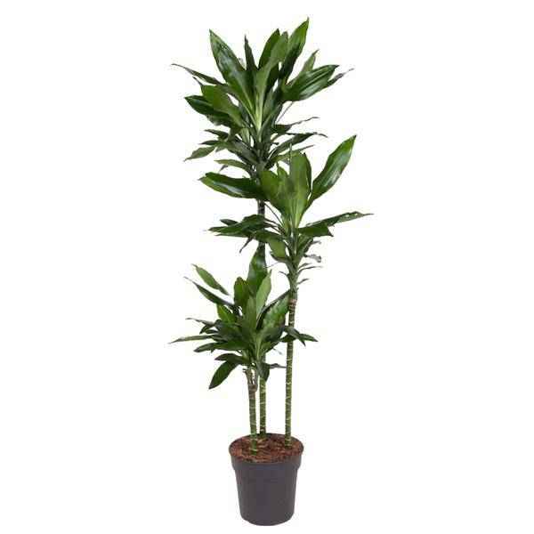 Image of Drachenbaum – Dracaena Janet Lind 160cm – Ø24cm – Elegante Zimmerpflanze mit dunkelgrünen Blättern-0