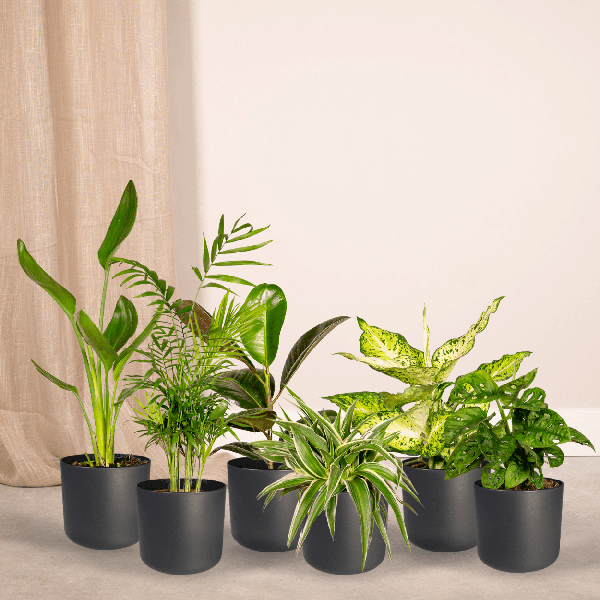 Image of Pflanzen Überraschungsbox Ø12cm – pflegeleichtes Pflanzen Set für Urban Jungle, Fensterbank, Wohnzimmer & Büro