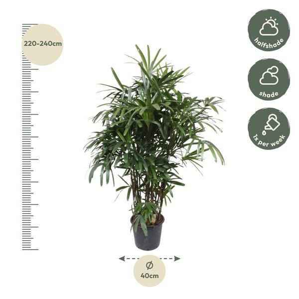 Image of Steckenpalme Rhapis Excelsa Zimmerpflanze Ø40cm ↕190cm – tropische Grünpflanze für Wohnzimmer, Büro & helle Standorte kaufen