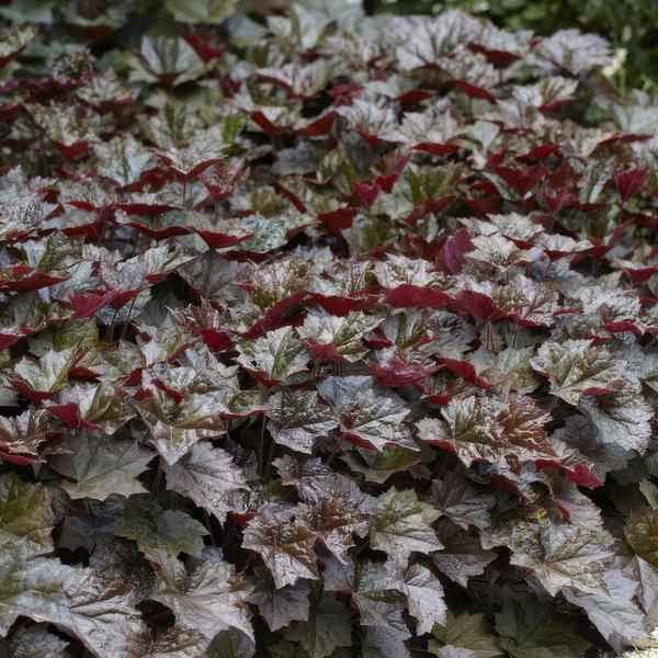 Image of Heuchera mic. 'Palace Purple' – Rotblättriges Silberglöckchen – Ø9cm – ↕10-25cm – 12 Pflanzen – Schattengarten & bienenfreundlich