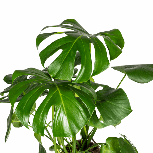 Image of Monstera Deliciosa Tauerii – Fensterblatt – Ø21cm – ↕70-90cm – Beliebte Zimmerpflanze mit dekorativen Blättern – Pflegeleicht & luftreinigend-1