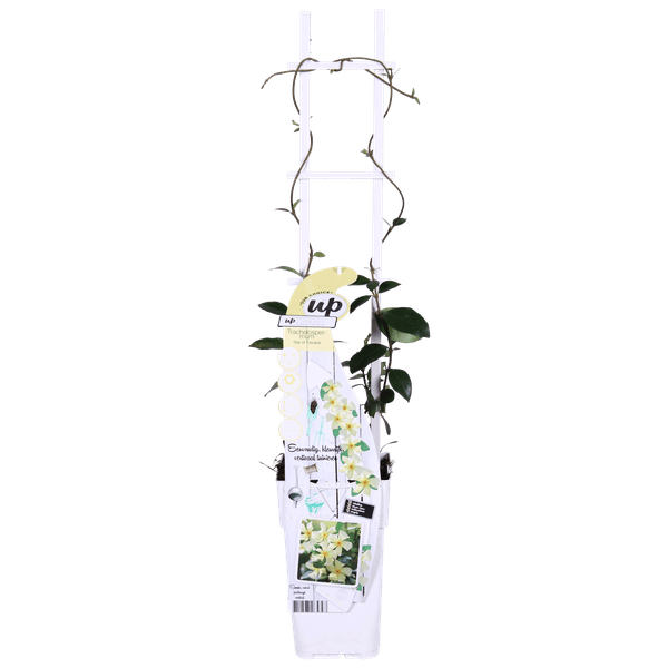Image of Sternjasmin Trachelospermum 'Star of Toskana' – Gelb – Immergrüne Kletterpflanze – ca. 65cm Höhe – Duftender mediterraner Jasmin für Terrasse & Balkon-2