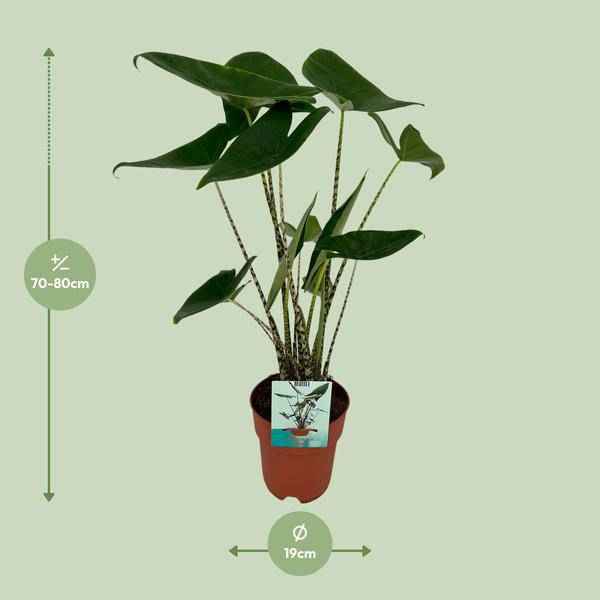 Image of Alocasia Zebrina Elefantenohr – Ø19cm H75cm – Tropische Zimmerpflanze mit zebragestreiften Stielen – Exotischer Blickfang für Wohnzimmer & Büro-1