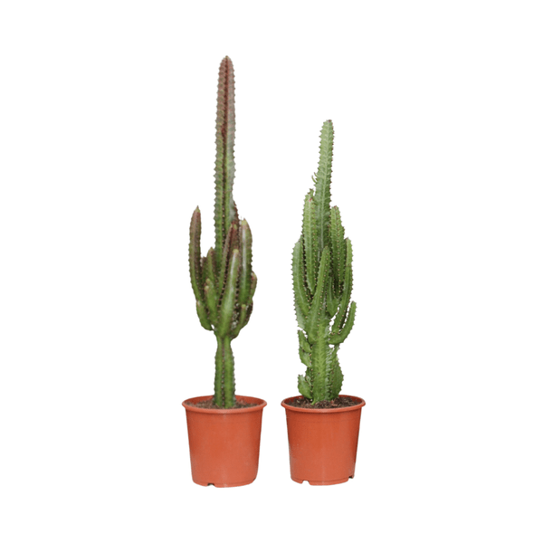 Image of Euphorbia Grün Rot – Wolfsmilch – Zimmerpflanze – 2 Pflanzen – Ø17cm – ↕75cm – pflegeleichte Exoten für Wohnzimmer Büro oder Balkon-0