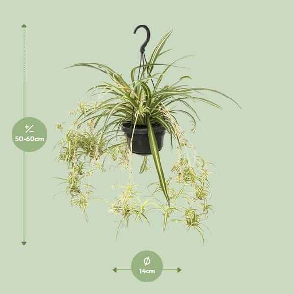 Image of Grünlilie Chlorophytum Comosum Variegatum – Ø14cm – ↕55cm – Pflegeleichte luftreinigende Zimmerpflanze-1