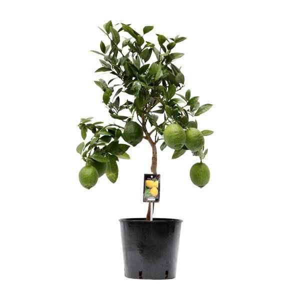 Image of Zitronenbaum – Zitruspflanze – Zitrone – Ø22cm – 80cm hoch-0