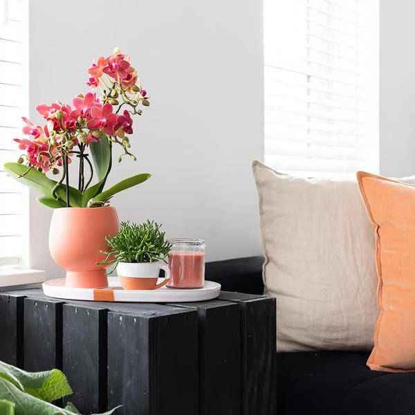 Image of Rote Phalaenopsis – Orchidee Kongo Zimmerpflanze Ø9cm – blühende Orchidee für Wohnzimmer, Büro & helle Standorte kaufen-1