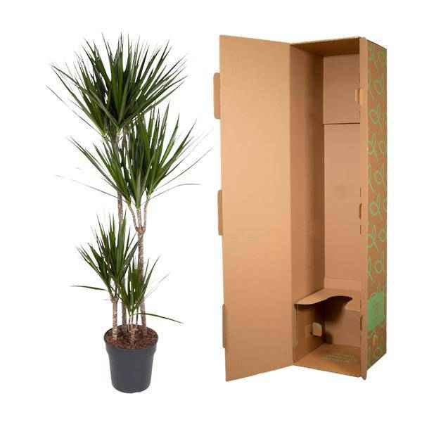 Image of Drachenbaum Zimmerpflanze Ø27cm ↕160cm mit dekorativem Übertopf – pflegeleichte Grünpflanze für Wohnzimmer, Büro & helle Standorte kaufen-2