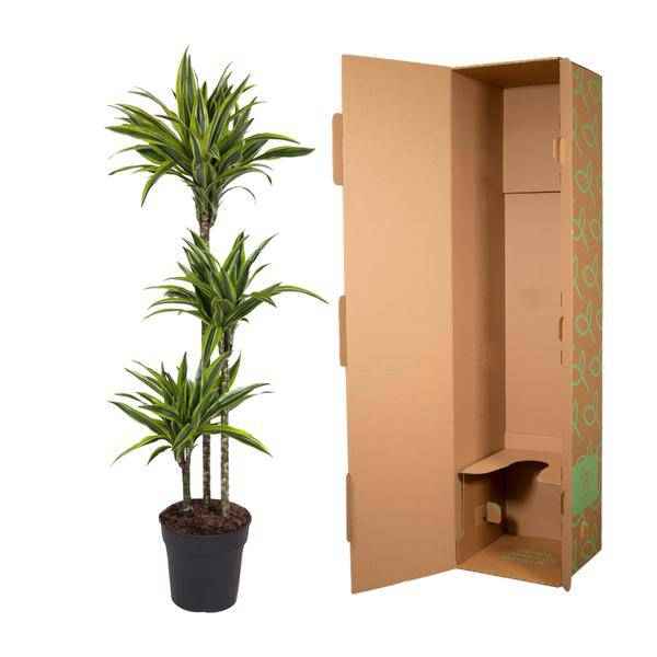 Image of Drachenbaum Zimmerpflanze Ø24cm ↕140cm – pflegeleichte Grünpflanze für Wohnzimmer, Büro & helle Standorte kaufen-2