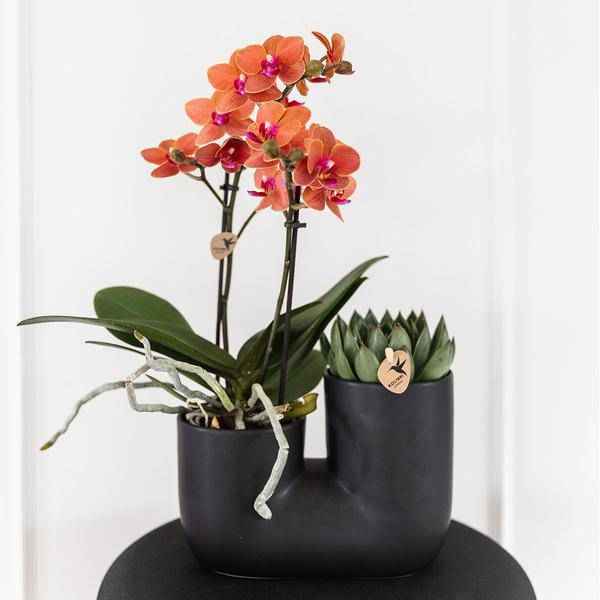 Image of Bolzano Orchidee Orange & Sukkulente Miranda im schwarzen dekorativen Röhrentopf Ø9cm – Duo – Topf – Zimmerpflanze – stilvolle Geschenkidee-1
