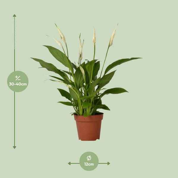 Image of Einblatt Spathiphyllum Bingo Cupido Zimmerpflanze Ø12cm ↕45cm – pflegeleichte Grünpflanze für Wohnzimmer, Büro & helle Standorte kaufen