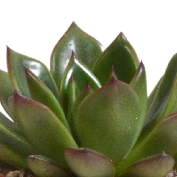 Image of Echeveria Mix – Steinrose 3 Pflanzen – Ø8,5cm Zimmerpflanzen im Terrakotta – Topf – Verschiedene farbige Sukkulenten – Pflegeleichte Mini-4