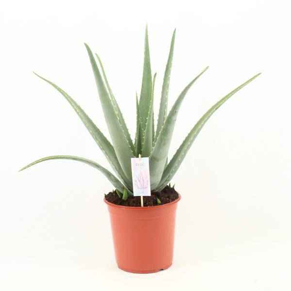 Image of Echte Aloe Vera – Ø24cm – ca.70cm Zimmerpflanze – Große Sukkulente mit fleischigen Blättern