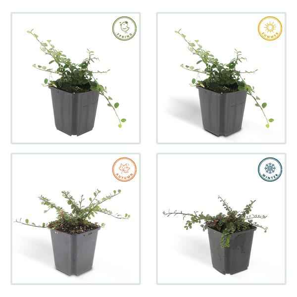 Image of Cotoneaster prostratus 'Königin der Teppiche' – Teppichmispel – Ø9cm – ↕10-25cm – 12 Pflanzen – Winterharter Bodendecker mit Blüten & Beeren