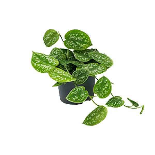 Image of Efeutute Scindapsus Pictus Zimmerpflanze Ø12cm ↕20cm – pflegeleichte Grünpflanze für Wohnzimmer, Büro & helle Standorte kaufen-0