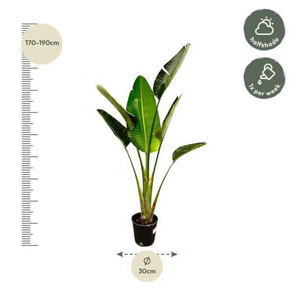 Image of Baum – Strelitzie – Strelitzia Augusta – Weißer Paradiesvogel – Zimmerpflanze – 180cm – Ø30cm – Tropische Grünpflanze für Wohnzimmer und Büro