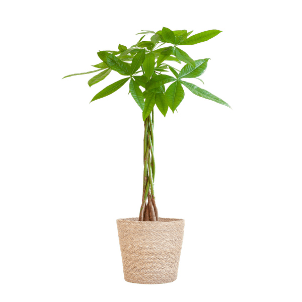 Image of Pachira Aquatica 80cm – Glückskastanie Zimmerpflanze Ø21cm im naturfarbenen Seegras – Korb Sofia – Geldbaum mit geflochtenem Stamm-0