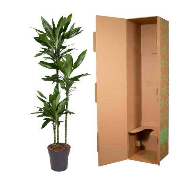 Image of Drachenbaum – Dracaena Janet Lind 160cm – Ø24cm – Elegante Zimmerpflanze mit dunkelgrünen Blättern-2