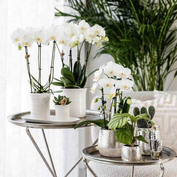 Image of Blumentopf Elite Silber – Ø9cm – Glänzender Keramik Übertopf – Dekorativer Pflanztopf für Zimmerpflanzen – Keramiktopf für stilvolle Innendeko