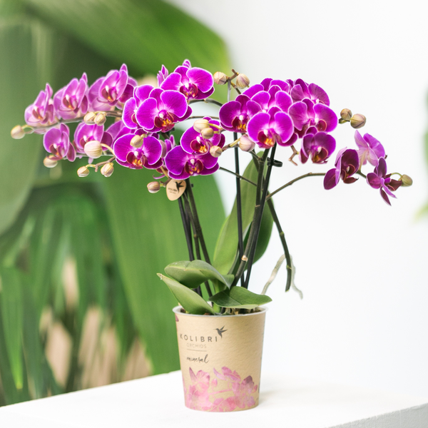 Image of Phalaenopsis Orchidee Lilac Morelia – Zimmerpflanze – Ø9cm – Fliederfarbene Blütenpracht-1