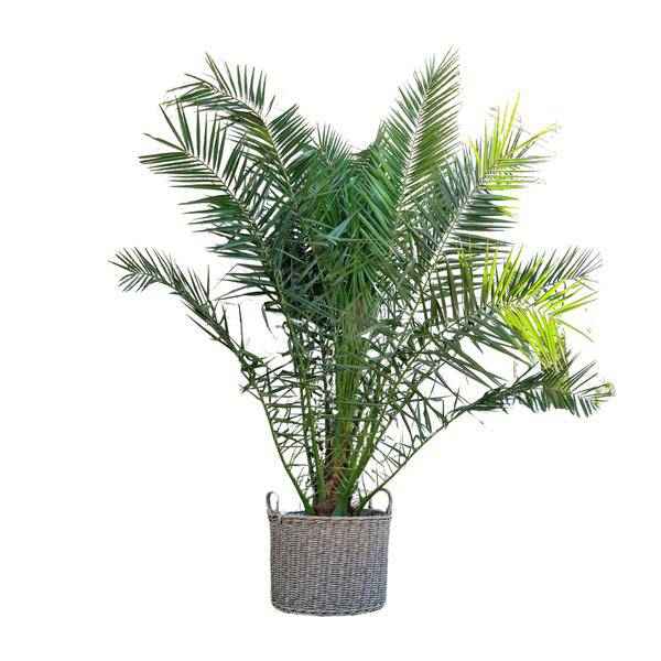 Image of Phönix Canariensis Zimmerpflanze Ø50cm ↕300cm – tropische Grünpflanze für Wohnzimmer, Büro & helle Standorte kaufen-0