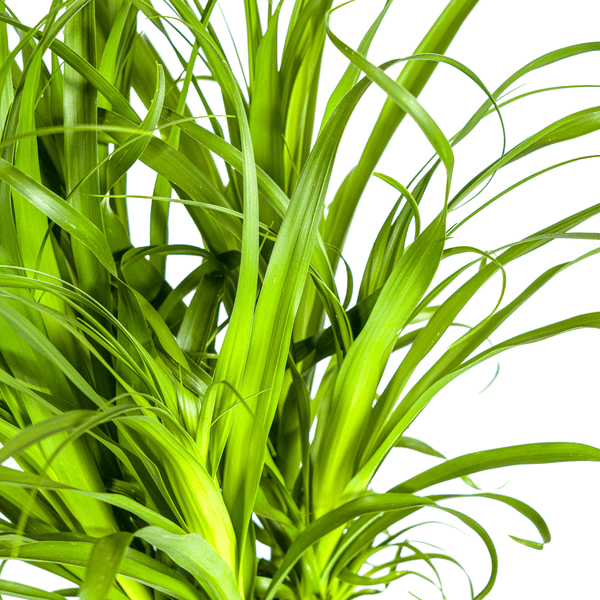 Image of Beaucarnea Recurvata – Elefantenfuß – Zimmerpflanze – Ø27cm – ↕120cm – Pflegeleichte Sukkulente mit markantem Stamm – Luftreinigende Pflanze für Zuhause & Büro