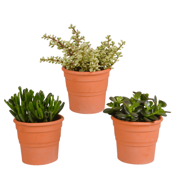Image of Crassula Mix – Dickblatt 3 Pflanzen – Ø10,5cm Zimmerpflanzen im Terrakotta – Topf – Verschiedene Sukkulenten im mediterranen Tontopf-0
