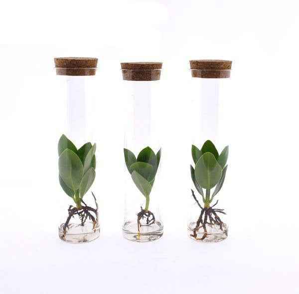 Image of Clusia in Röhrenglas – Balsamapfel – Hydroponie Zimmerpflanze – Ø5cm – Höhe ca. 15cm – 3 Pflanzen – dekorative Glasvase mit Grünpflanze-0