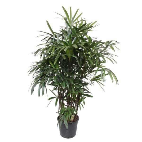 Image of Steckenpalme Rhapis Excelsa Zimmerpflanze Ø40cm ↕190cm – tropische Grünpflanze für Wohnzimmer, Büro & helle Standorte kaufen