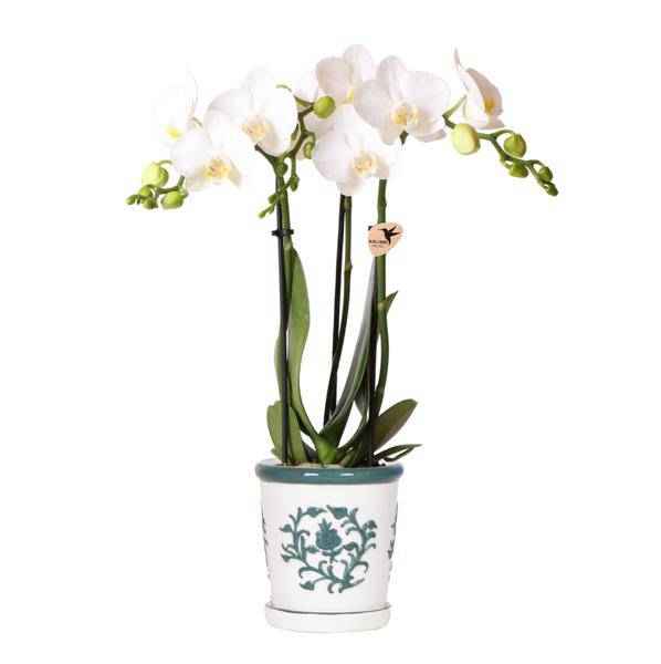 Image of Phalaenopsis Orchidee Amabilis Weiß – Zimmerpflanze Ø9cm – inkl. Malaga Ziertopf Grün – Elegante Orchidee mit 2-3 Blütenstielen