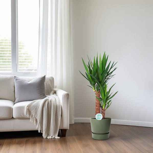 Image of Palmlilie – Yucca Elephantipes – Zimmerpflanze – Ø17cm – Höhe ca. 80cm – pflegeleicht & luftreinigend-3