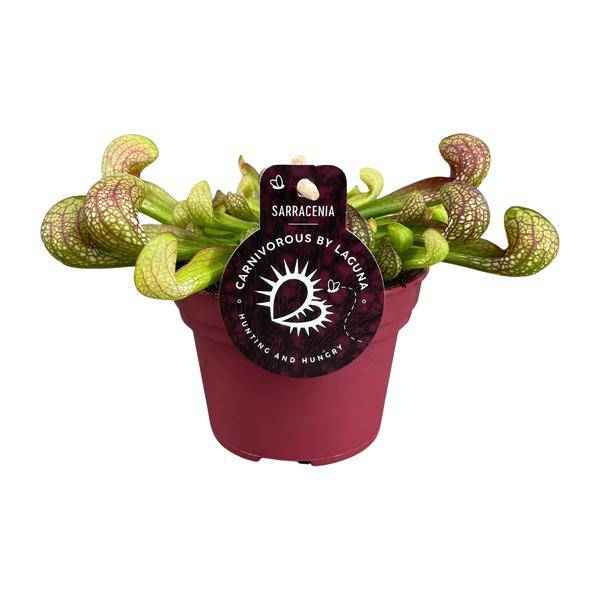 Image of Papageien-Schlauchpflanze Sarracenia Psittacina – Zimmerpflanze – Ø12cm – ↕13cm – Exotische Fleischfressende Pflanze – Pflegeleicht & Halbschatten geeignet – Für Innenräume & kleine Gärten-0