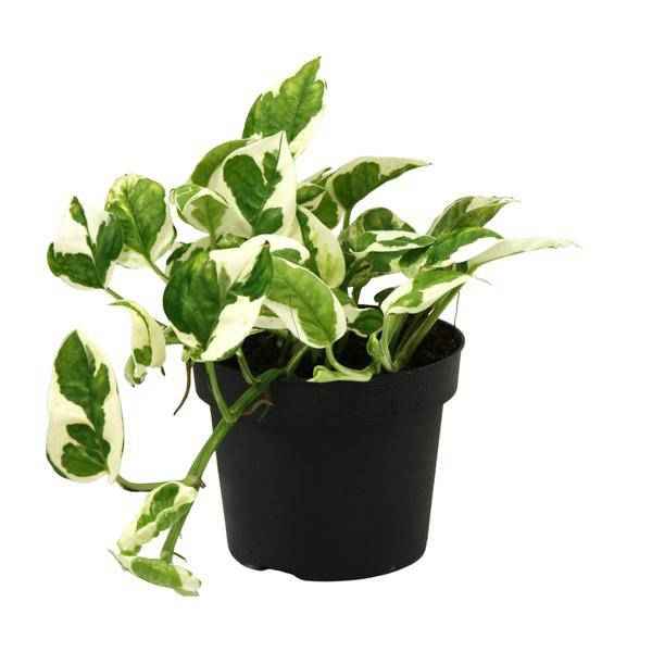 Image of Gefleckte Efeutute – Scindapsus Epipremnum N’joy – Zimmerpflanze Ø12cm ↕15cm – pflegeleichte luftreinigende Kletterpflanze mit herzförmigen Blättern