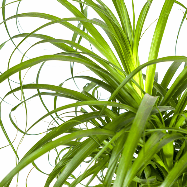 Image of Beaucarnea Recurvata – Elefantenfuß – Ø24cm – ↕80-100cm – Pflegeleichte Zimmerpflanze mit markantem Stamm & eleganten Blättern – Trockenheitsresistent-2