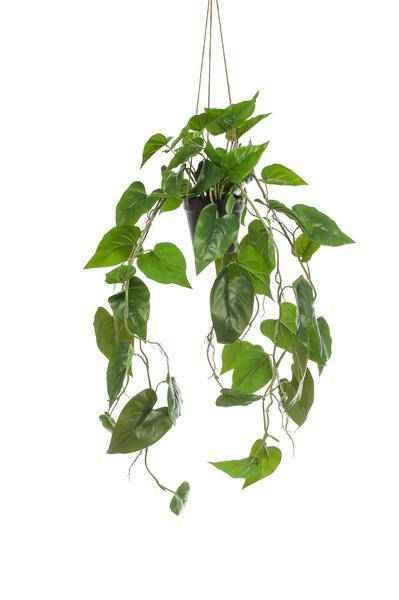 Image of Kunstpflanze Philodendron Hängepflanze ↕80cm – künstliche Grünpflanze für Wohnzimmer, Büro, Flur & pflegeleichte Deko