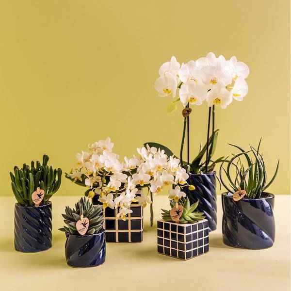 Image of Amabilis Orchidee Weiß – Zimmerpflanze Ø9cm – inkl. Candy – Übertopf Blau – Elegante Orchidee mit 2-3 Blütenstielen-3