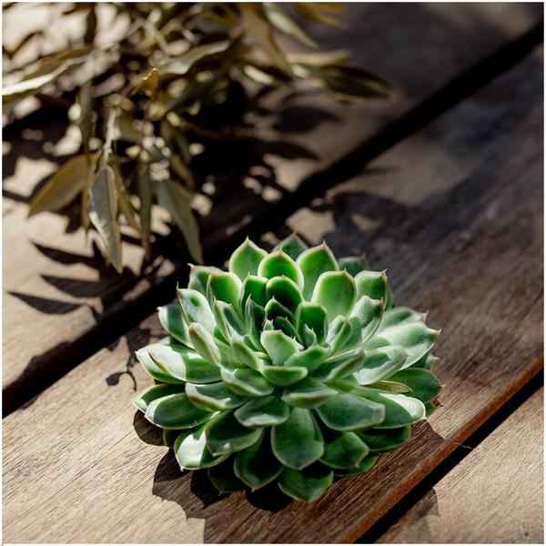 Image of Sukkulente Echeveria pulidonis ROOTLESS Zimmerpflanze – pflegeleichte Sukkulente für Wohnzimmer, Büro & helle Standorte kaufen-1